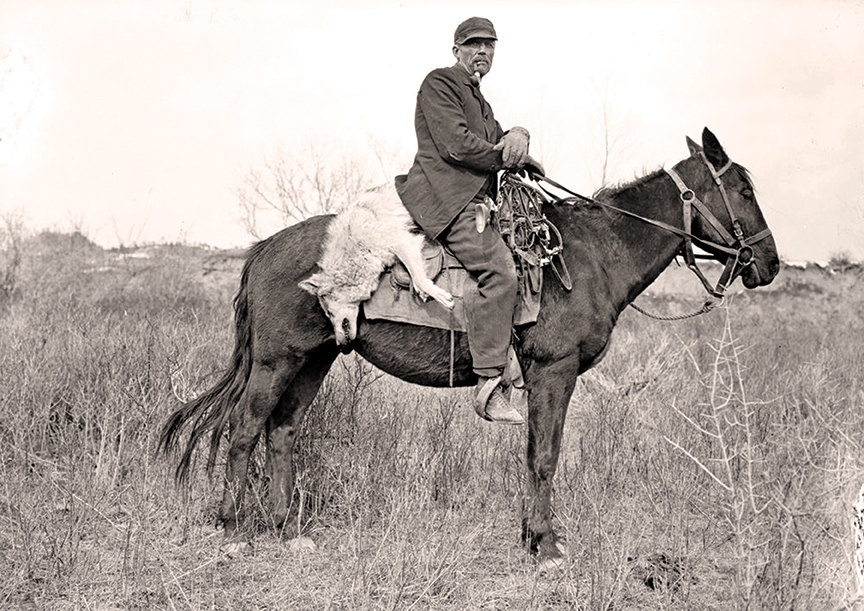 Trapper Dick Brown with a poisoned wolf.